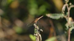 Dasythemis