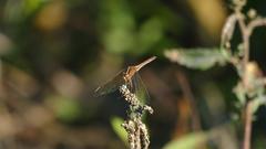 Dasythemis