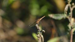 Dasythemis