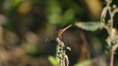Dasythemis