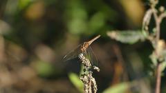 Dasythemis