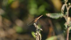 Dasythemis