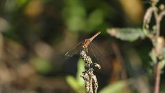 Dasythemis