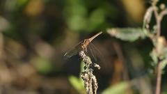 Dasythemis