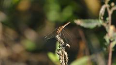 Dasythemis