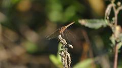 Dasythemis