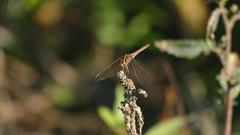Dasythemis