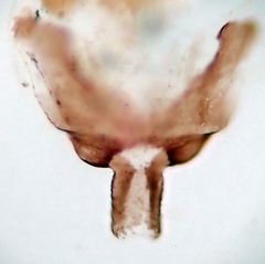 Peripsocus milleri