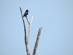 Chelidoptera tenebrosa