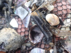 Lagis australis
