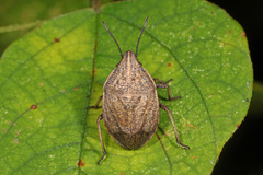 Coenus delius
