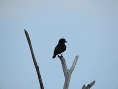 Chelidoptera tenebrosa