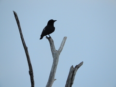 Chelidoptera tenebrosa
