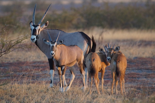 Gemsbok