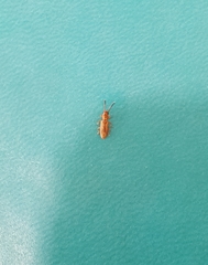 Cryptamorpha desjardinsi