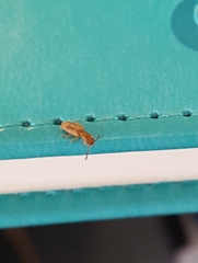 Cryptamorpha desjardinsi