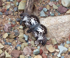 Chiomara asychis autander