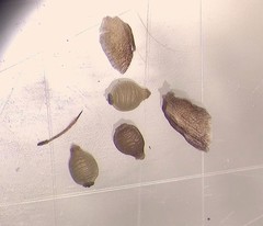 Rhynchospora pusilla