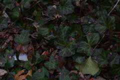 Hedera helix