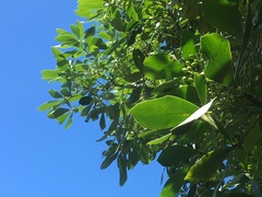 Pseudopanax lessonii