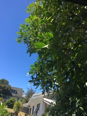 Pseudopanax lessonii