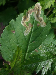Phytomyza podagrariae