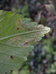 Phytomyza podagrariae