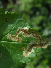 Phytomyza podagrariae
