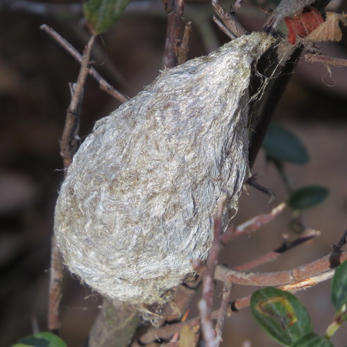 Glover's Silkmoth