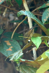 Leptocoma brasiliana