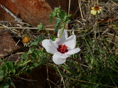 Pavonia cymbalaria