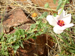 Pavonia cymbalaria