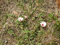 Pavonia cymbalaria