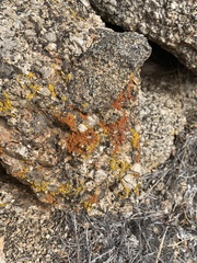 Dufourea