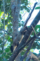 Arctogalidia trivirgata