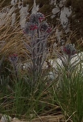 Cynoglossum magellense