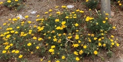 Anacyclus radiatus