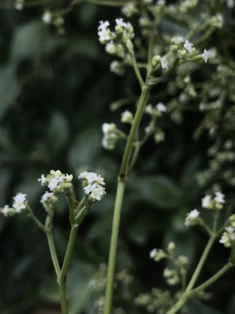 Valeriana clematitis