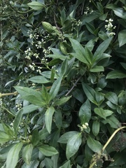 Valeriana clematitis