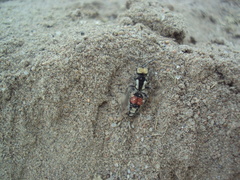 Darditilla amabilis