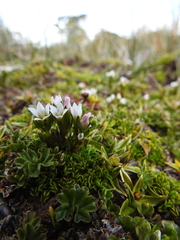 Gentianella magellanica