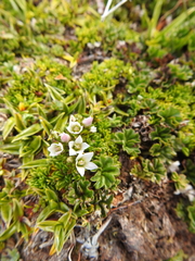 Gentianella magellanica