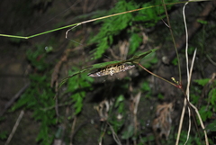 Celaenorrhinus maculosa