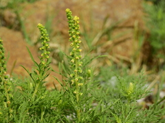 Ambrosia tenuifolia