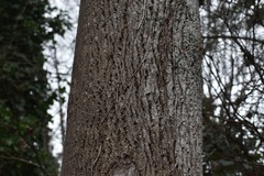 Liriodendron tulipifera