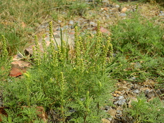 Ambrosia tenuifolia