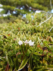 Gentianella magellanica