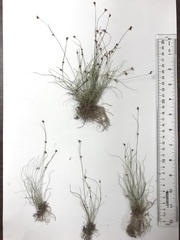 Rhynchospora pusilla