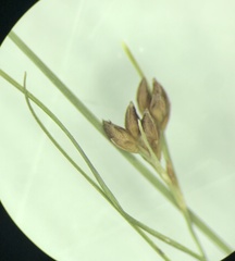 Rhynchospora pusilla
