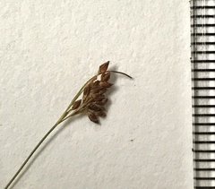 Rhynchospora pusilla